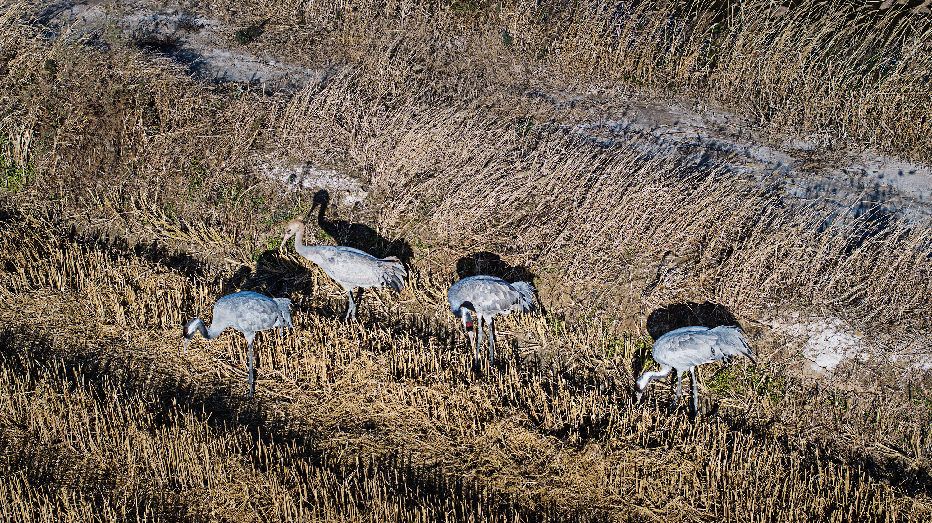 DJI_20241129145313_0506_D-1g3000.jpg