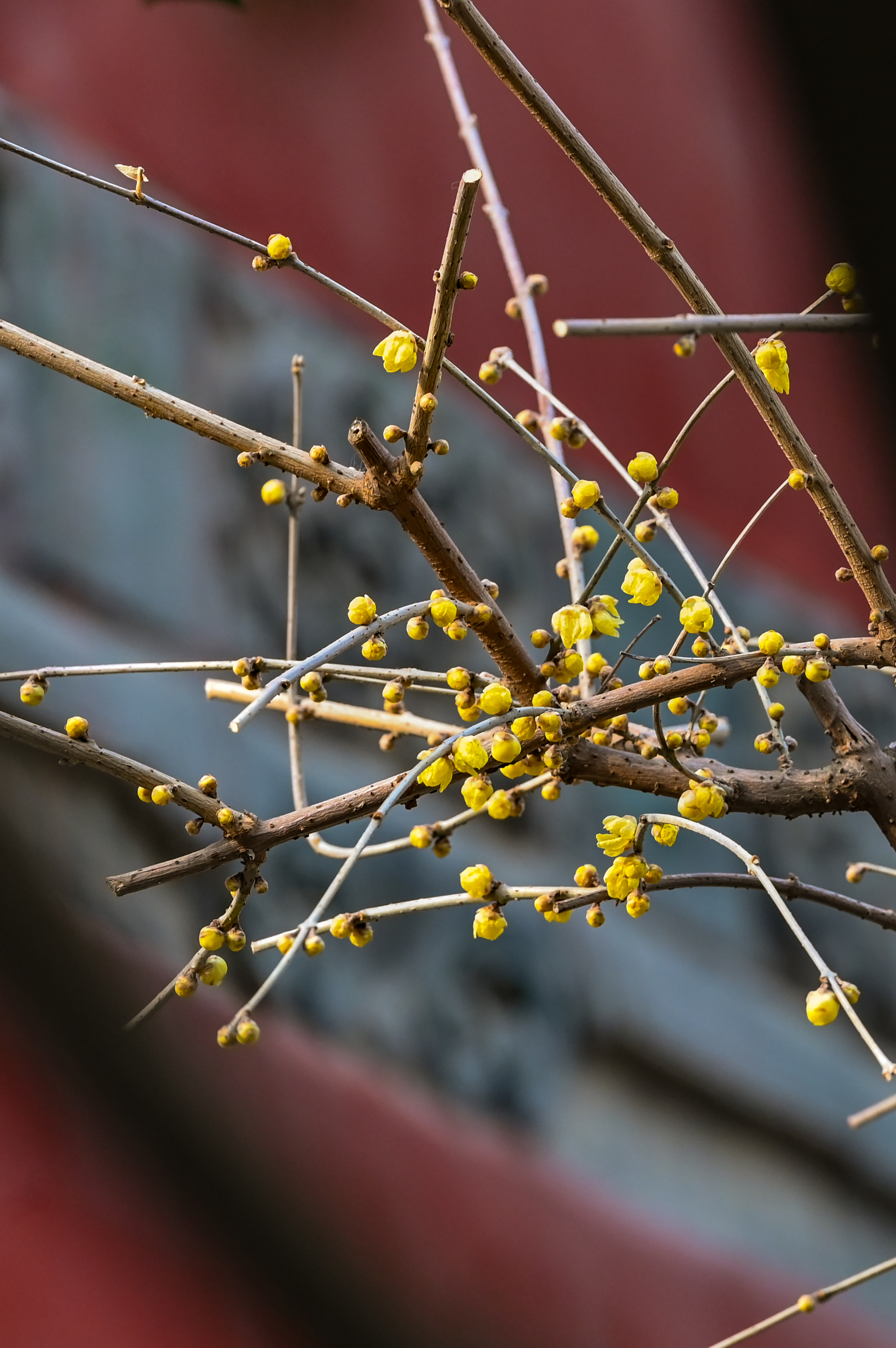 DSC_5226.jpg