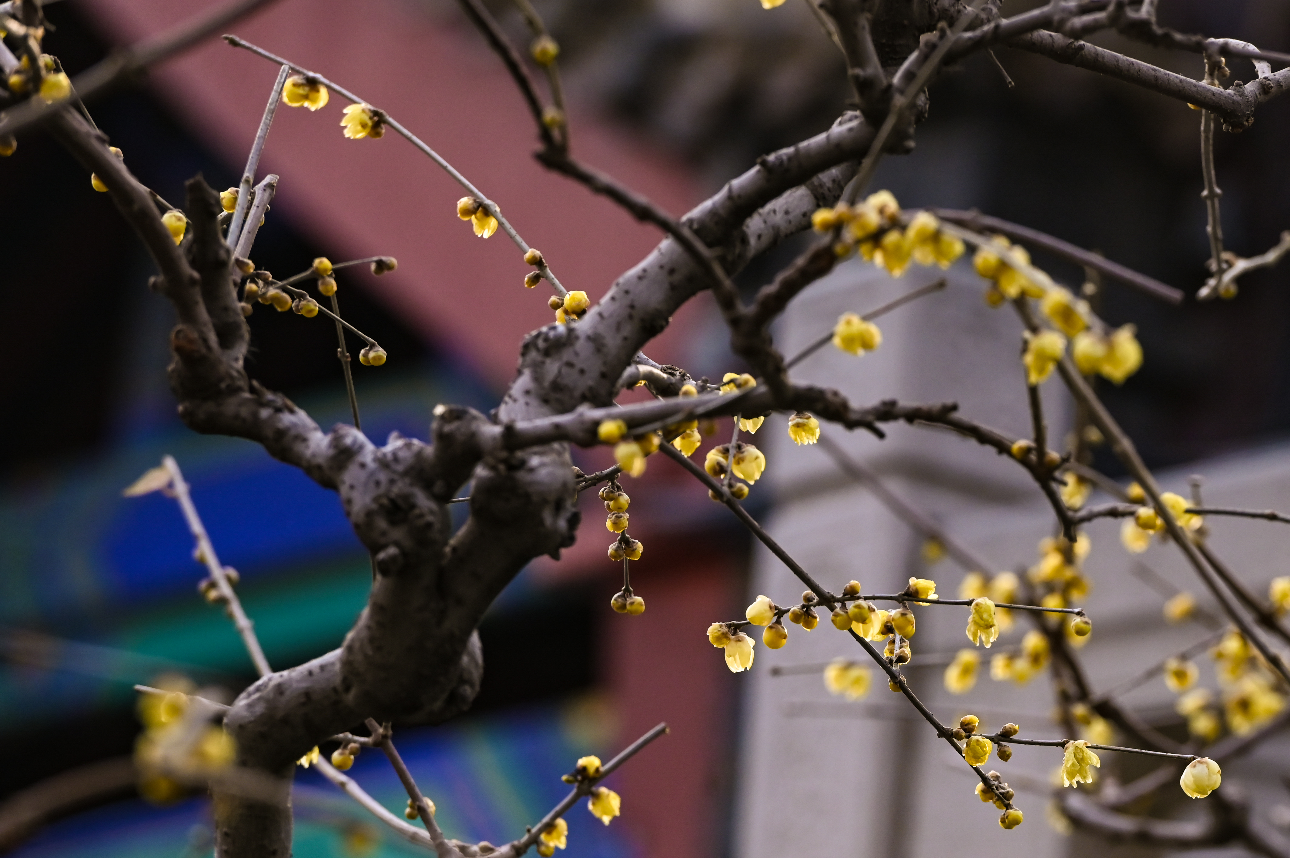 DSC_5239.jpg