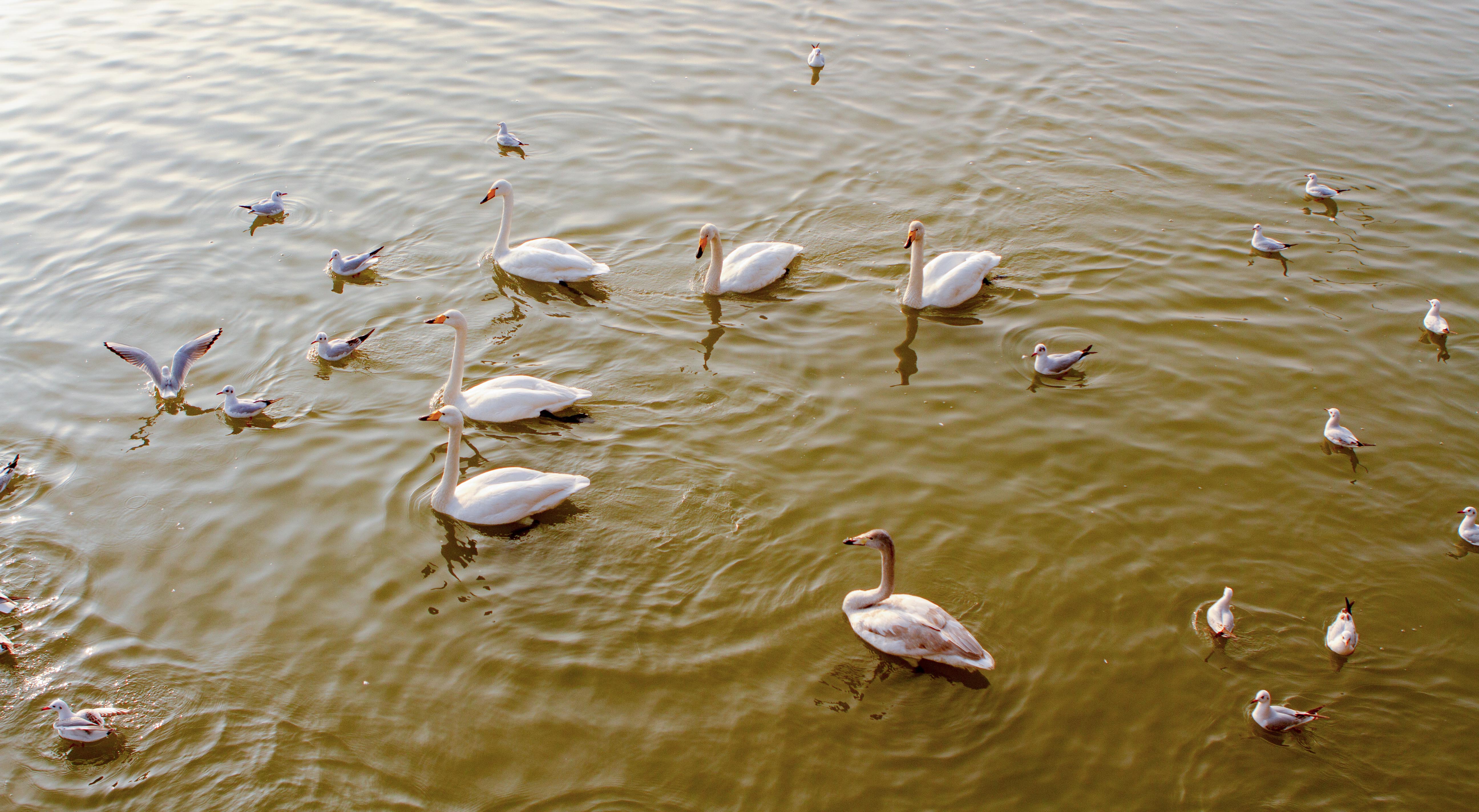 573、《水畔共游》IMG_8294 拷贝--2.jpg