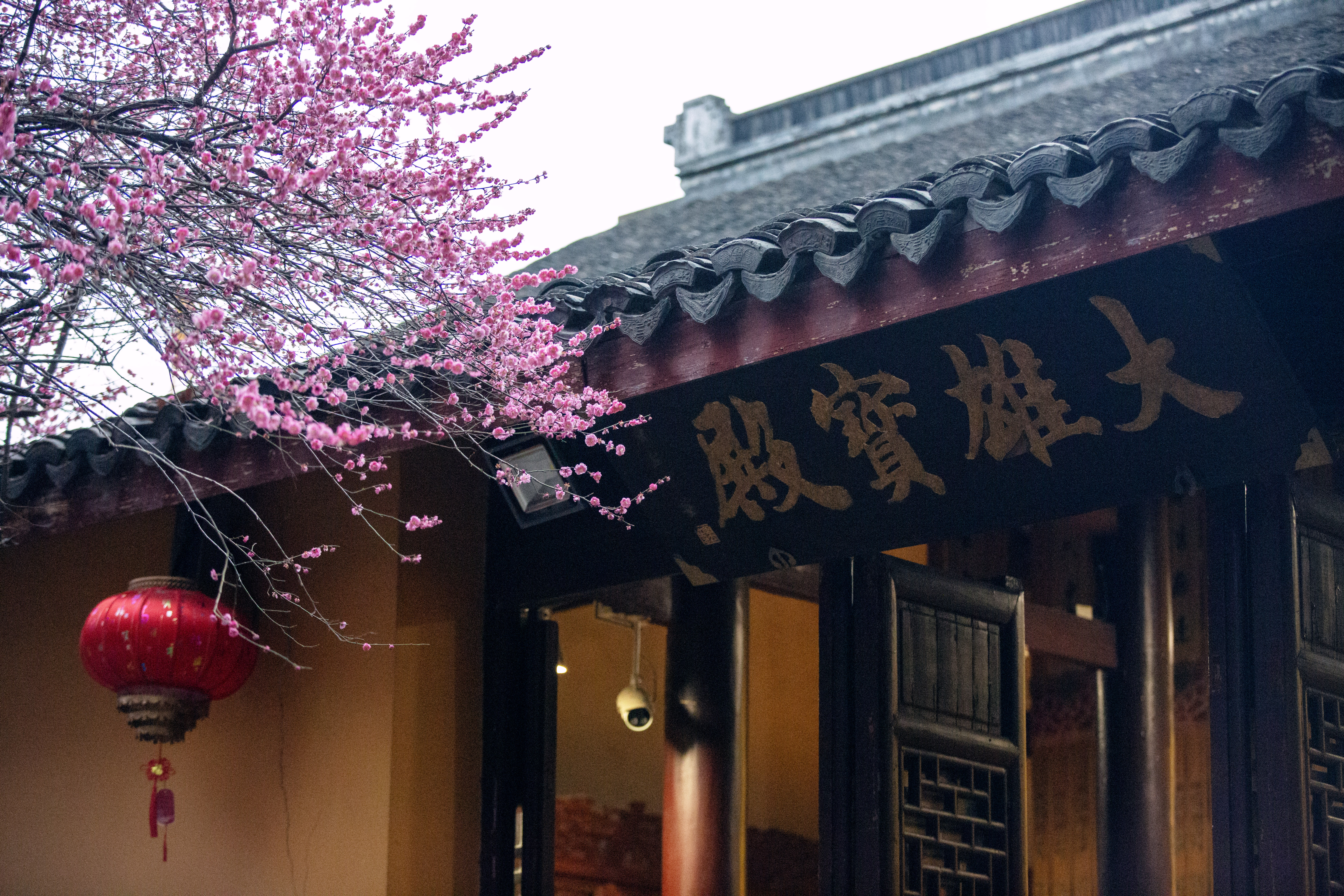 1J8A6364 1  《古寺红梅挂灯笼》  作者  王振庆.jpg