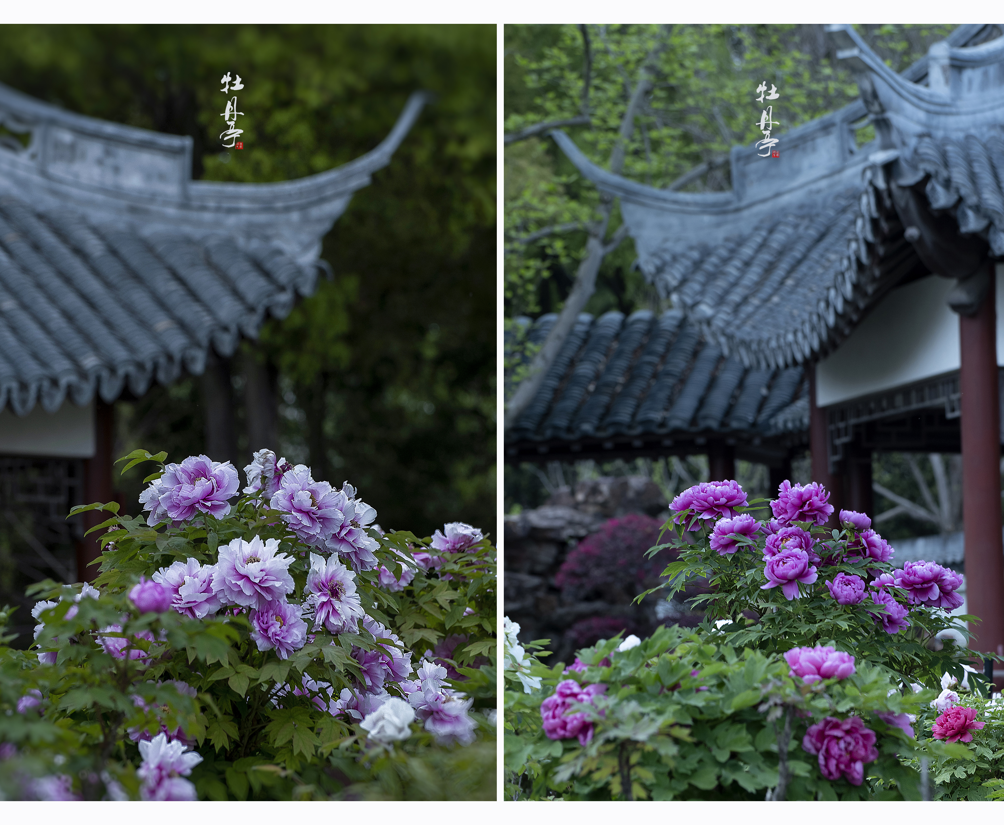 ADS_0186.jpg拼图.jpg