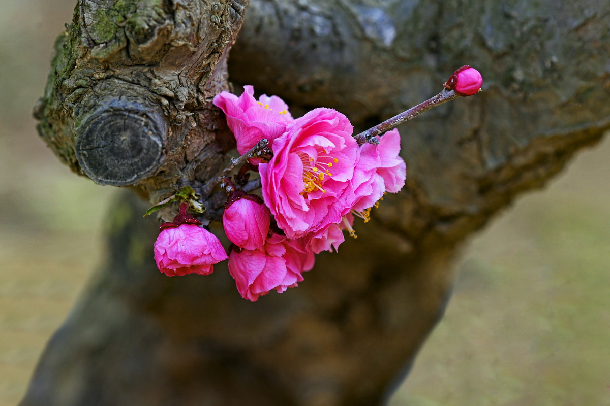 _DSC1377_调整大小.JPG