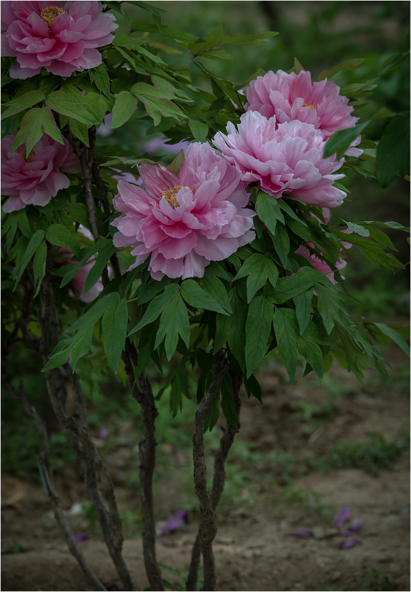 DSC_4235.jpg