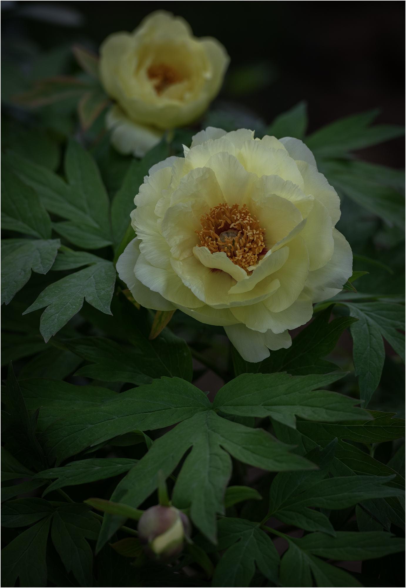 DSC_4105.jpg