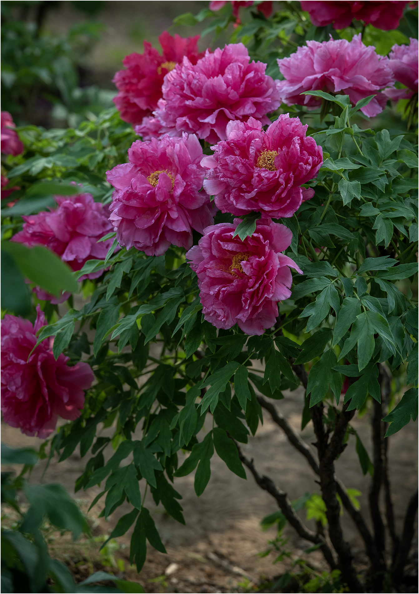 DSC_4238.jpg