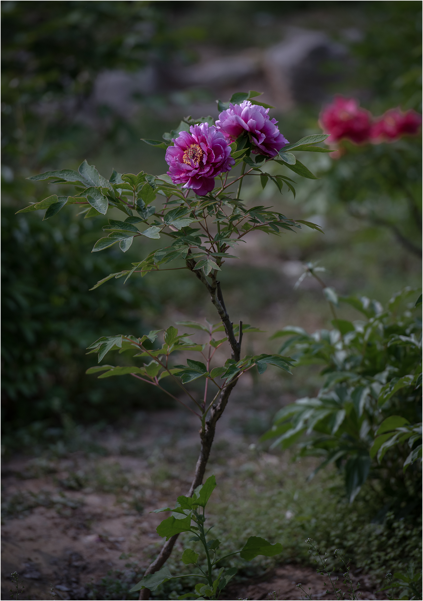 DSC_4184.jpg