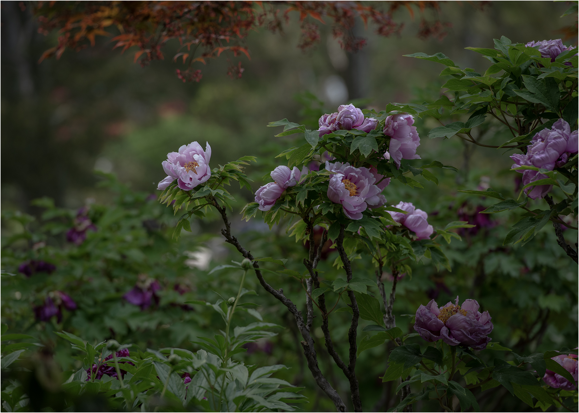DSC_4306.jpg
