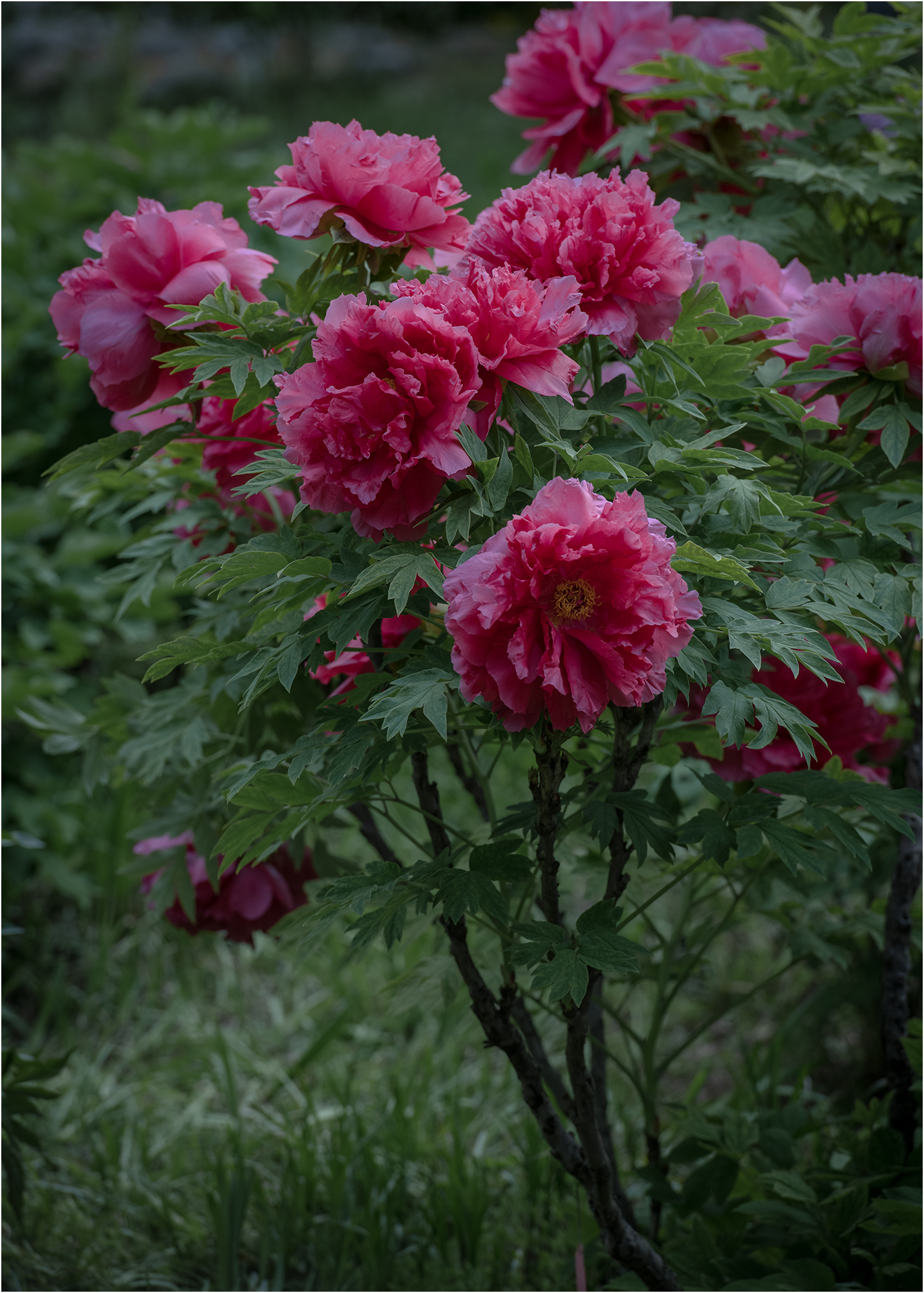 DSC_4308.jpg