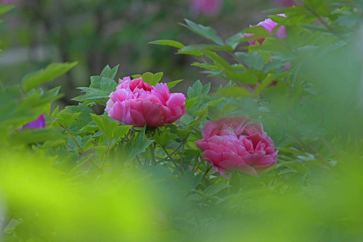 别情依依思红雨，翠色掩映幽笛鸣 孙家勇  13840868026.JPG