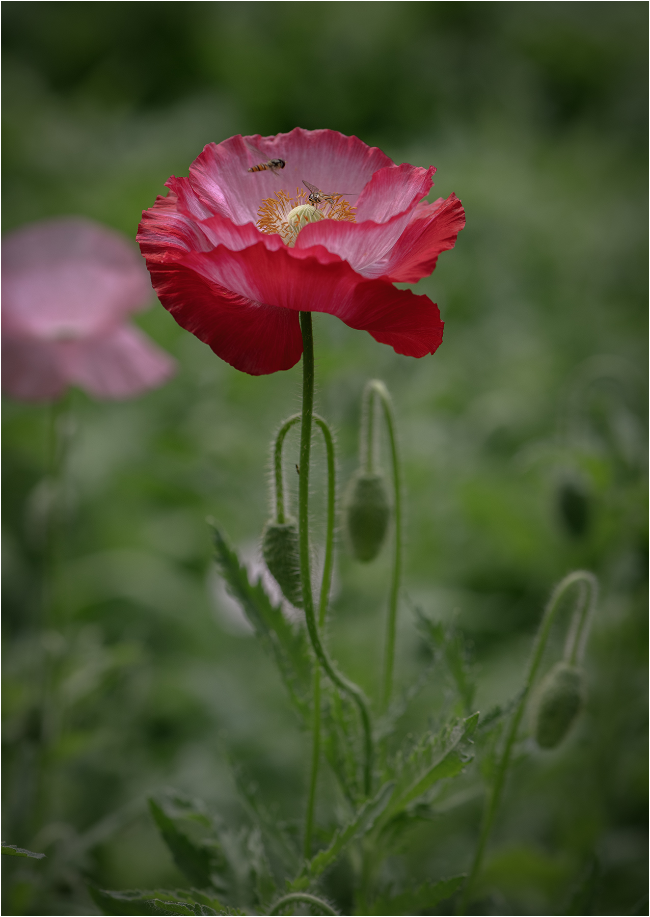 DSC_4513.jpg