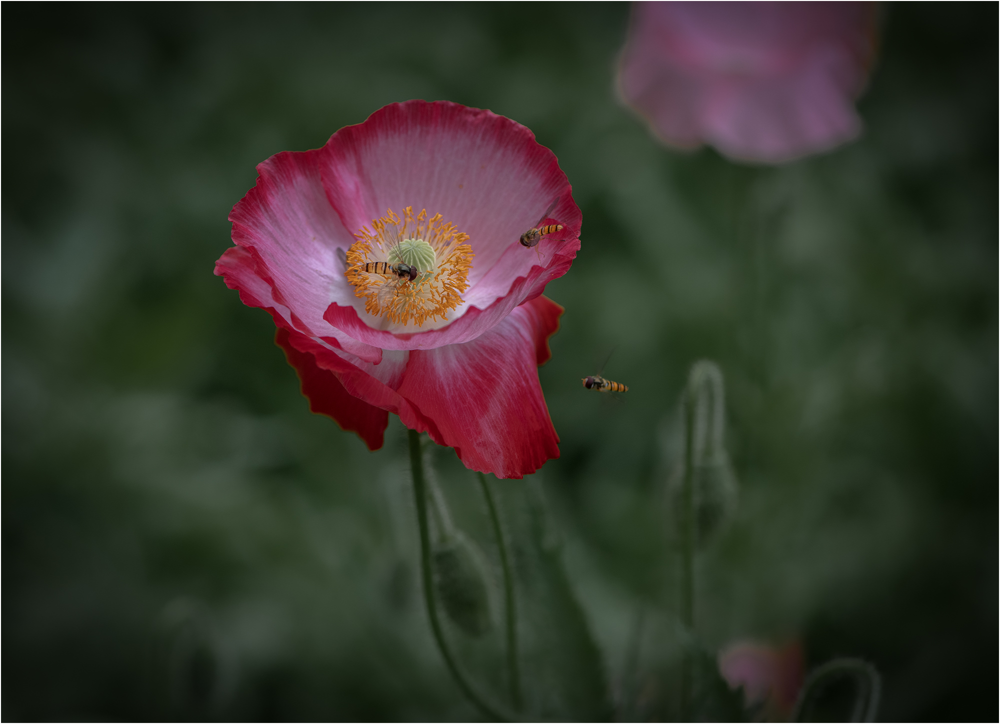 DSC_4552.jpg