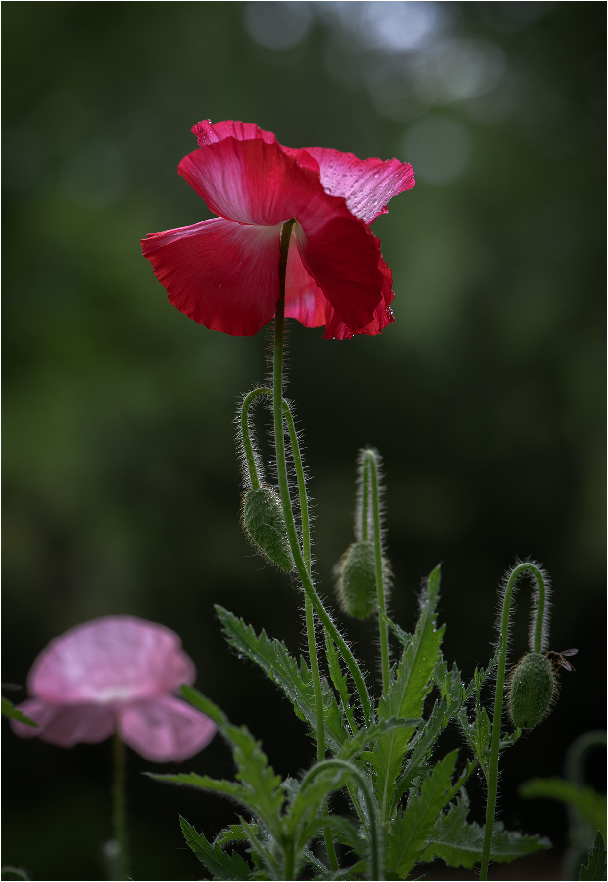DSC_4561.jpg