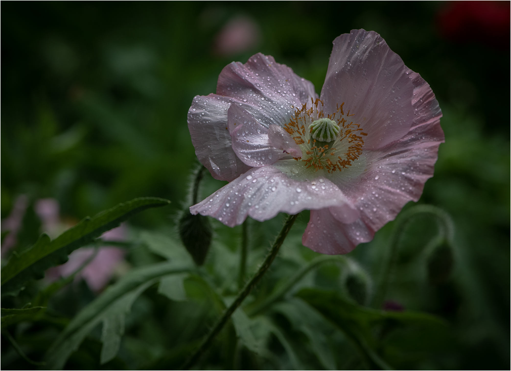 DSC_4627.jpg
