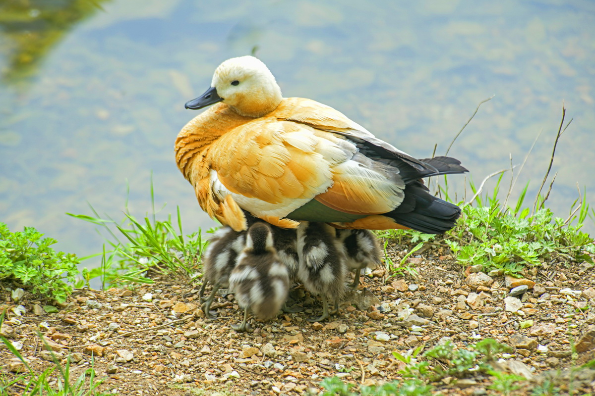 _DSC3593_调整大小.JPG