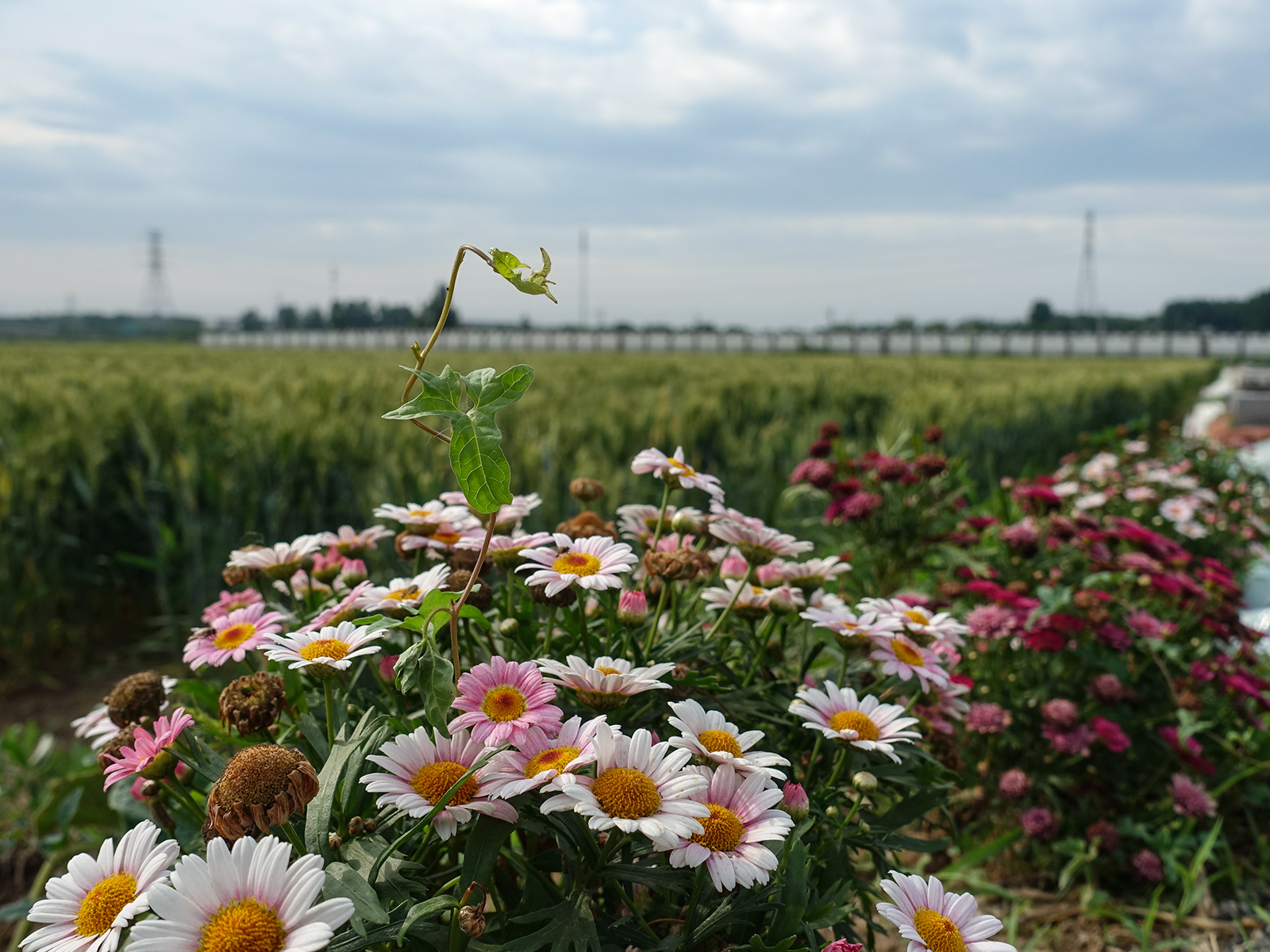 DSC04055.jpg