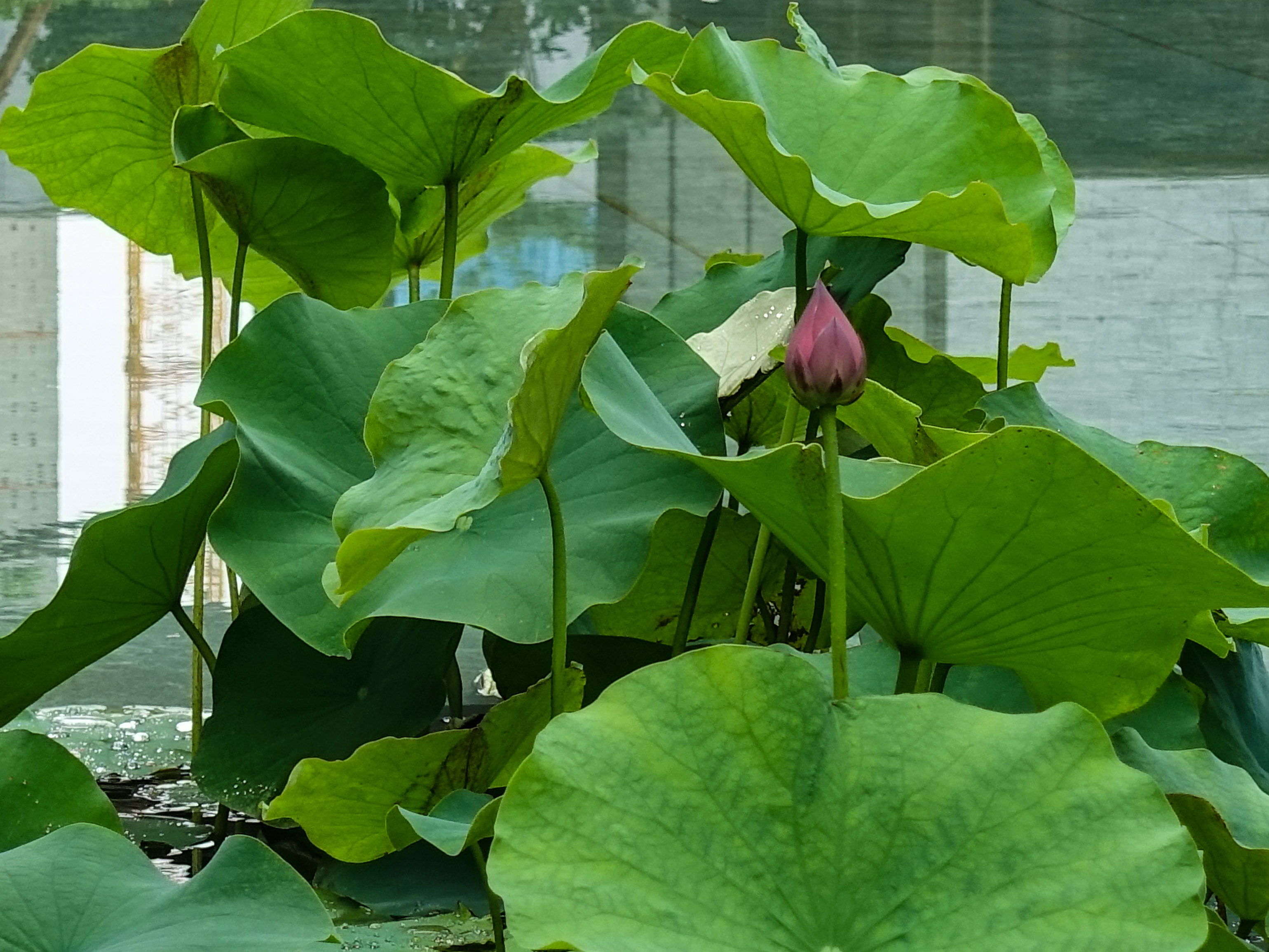 DSC04388副本.jpg