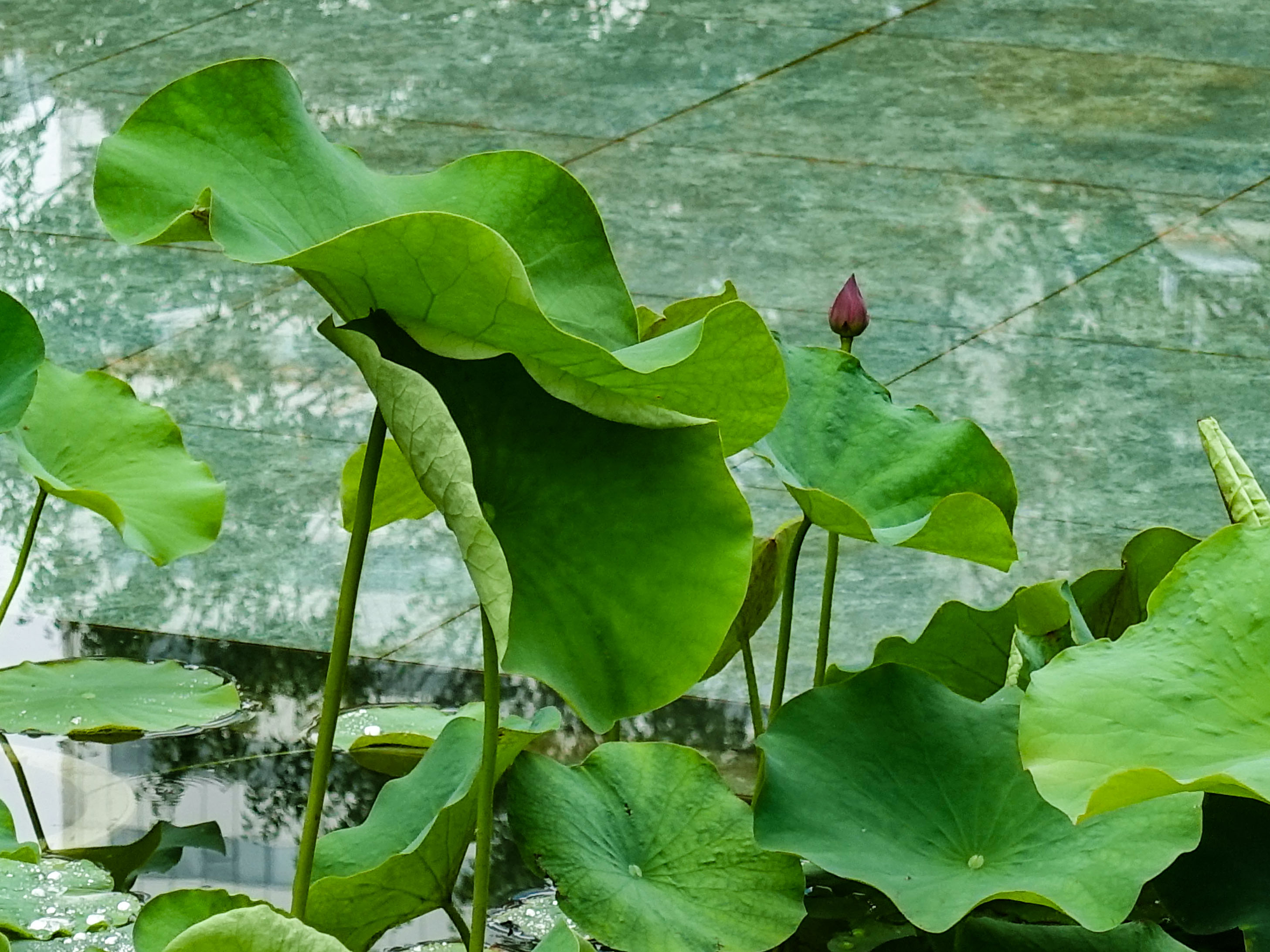 DSC04389副本.jpg