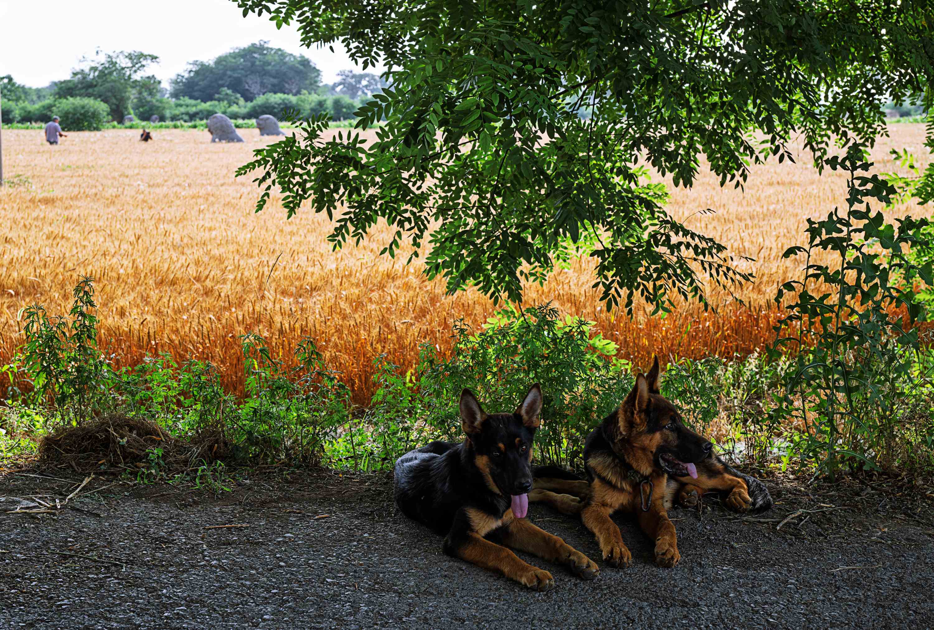 DSC_7843-1g3000.jpg