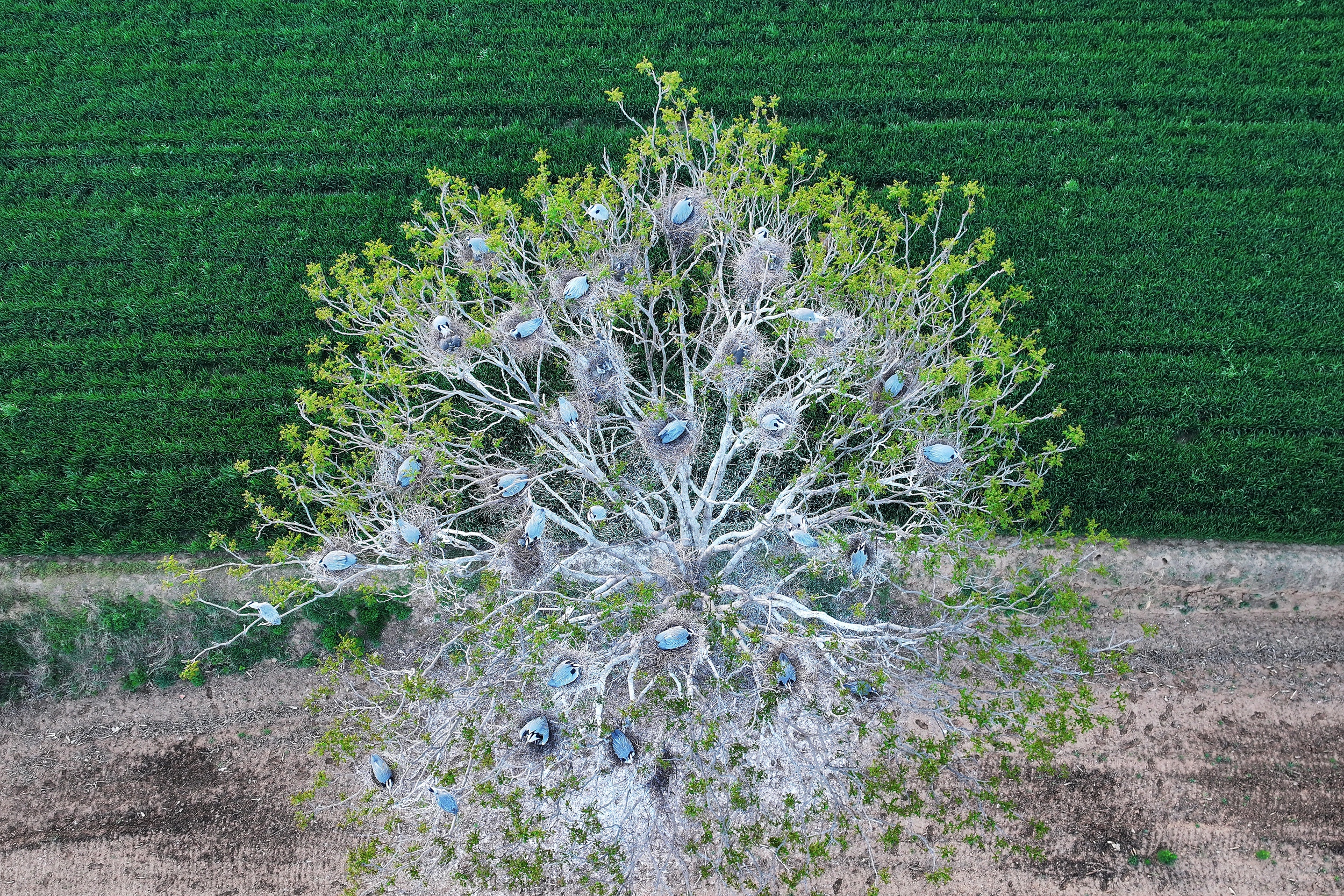 DJI_20260417060954_0107_D.JPG