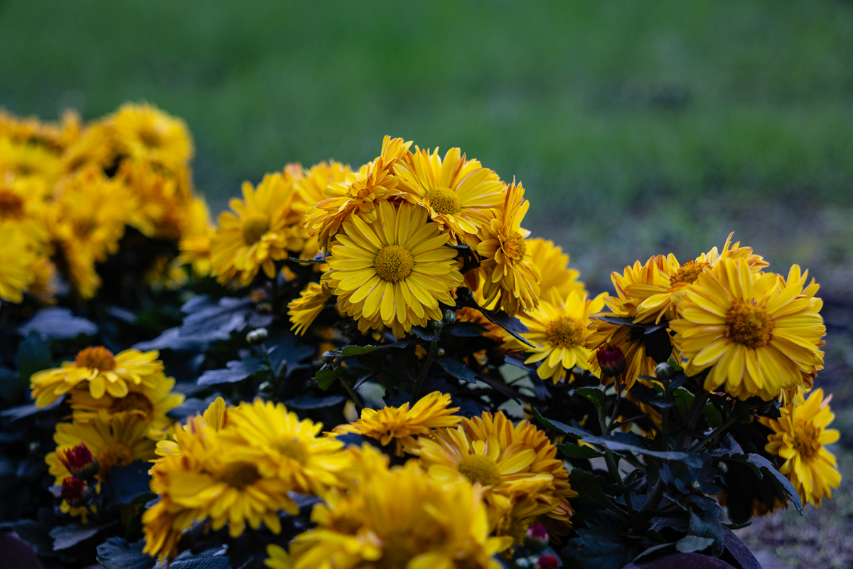 7H1A5446.jpg