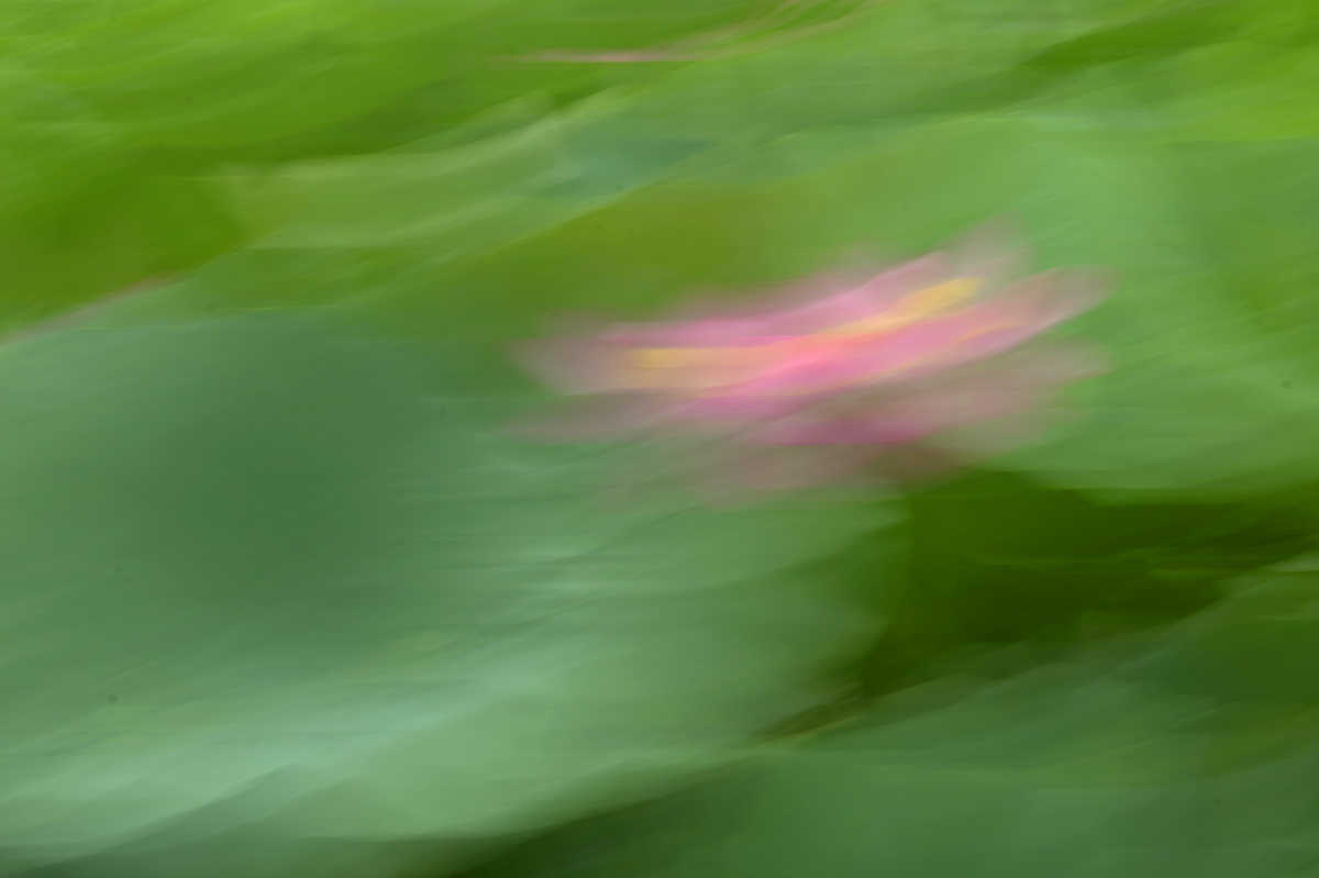 清风徐来, 荷花摇曳.jpg