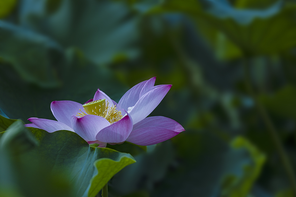 0X2A8880.jpg