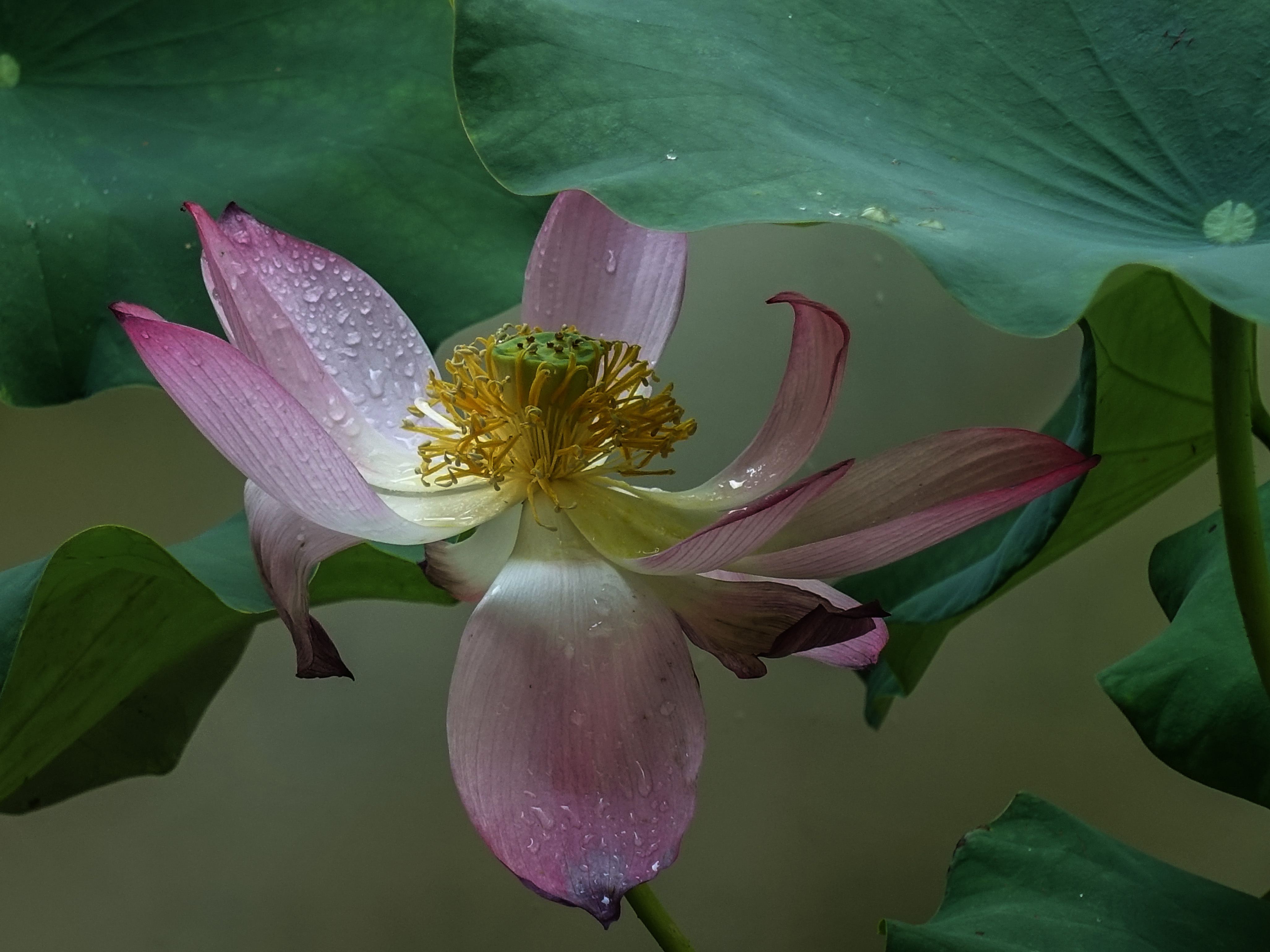 DSC07264副本.jpg