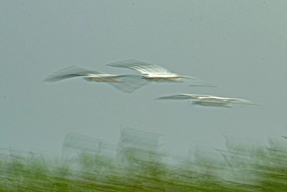 _DSC8558t_调整大小.jpg