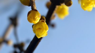 大明湖的腊梅花