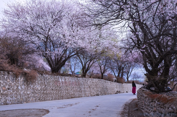 [原创] 西藏之旅 ------ 古通村（一）