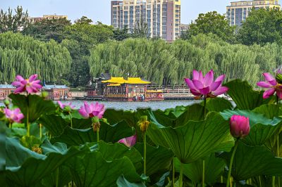 接天莲叶无穷碧-大明湖