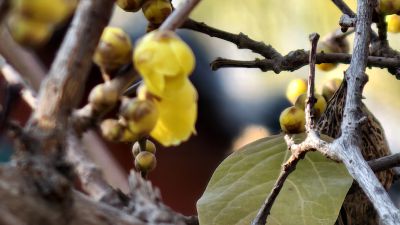 红衍古建映蜡梅