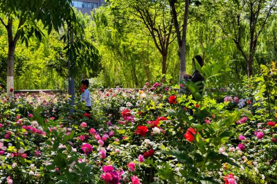 鲜花盛开全福河3