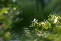 [原创] 【朝花夕拾】金银花