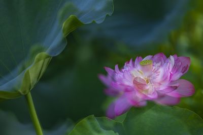 碧盘滚珠