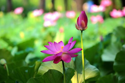 荷花——后起之秀