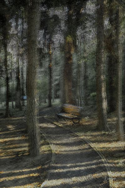 【画意摄影】04/林间座椅