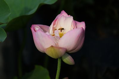 夏日荷影（12）