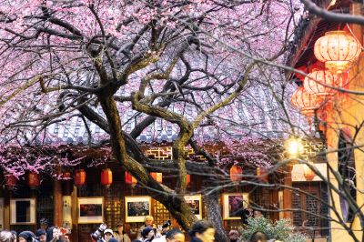 梅花盛开，春满人间。