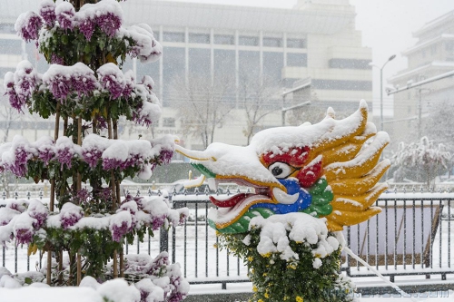 雪龙望菊