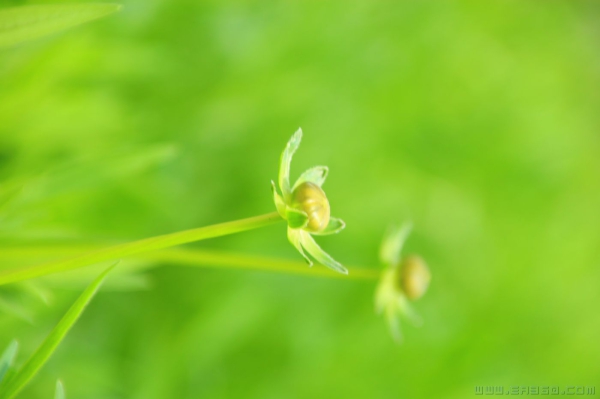 春花烂漫