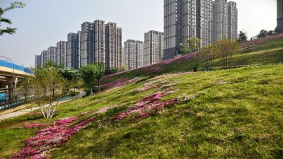 福禄考花海7
