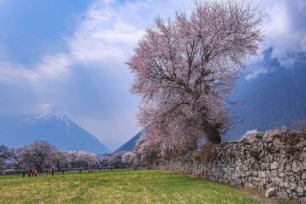 [原创]  西藏格桑桃花沟盛开的桃花