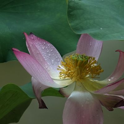 “荷和”美美2