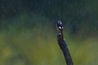 雨中北红尾鸲