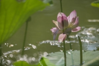 [原创]灼灼荷花瑞