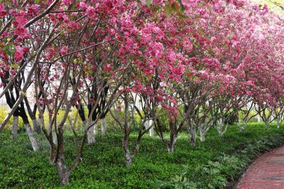 海棠花正红（2）