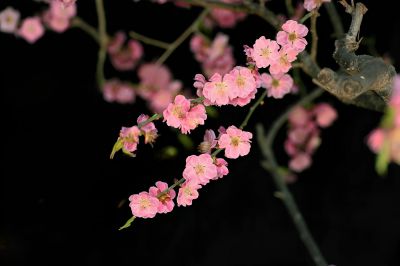 迎春梅展（3）