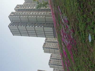 福禄考花海8
